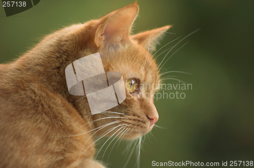 Image of Cat looking