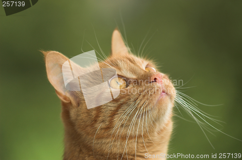 Image of Cat is looking up