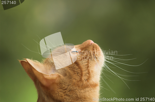 Image of Cat is looking straight up