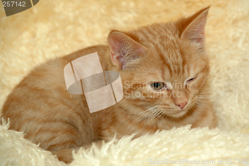 Image of Kitten is resting