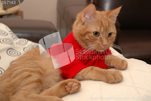 Image of Kitten and red sweater