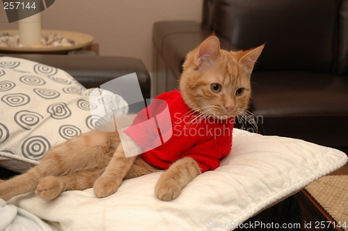 Image of Kitten and red sweater