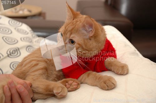 Image of Kitten and red sweater