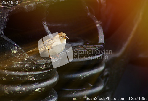 Image of wild sparrow sunlight bird sitting on a railway wagon spring art