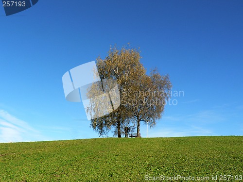 Image of Birches