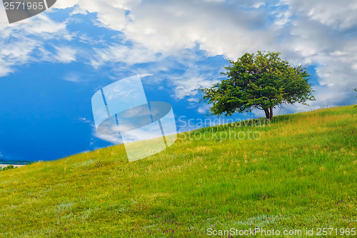 Image of field tree green sky hill grass landscape blue summer spring nat