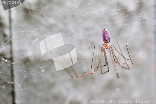 Image of purple spider web