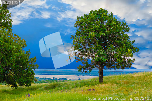 Image of green sky tree oak field landscape grass blue nature environment