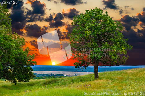 Image of sunset tree green sky oak field landscape grass blue nature envi