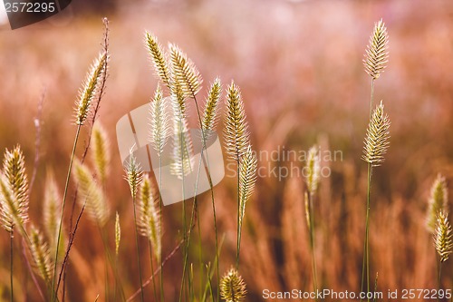 Image of wheat wild field agriculture nature summer