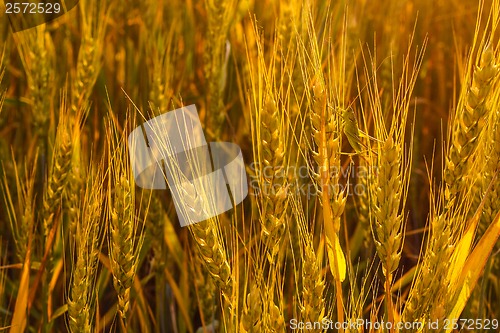 Image of wheat grasshopper field corn farm summer crop sun seed rural nat