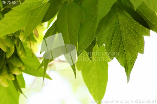 Image of maple leaves summer green natural background wallpaper