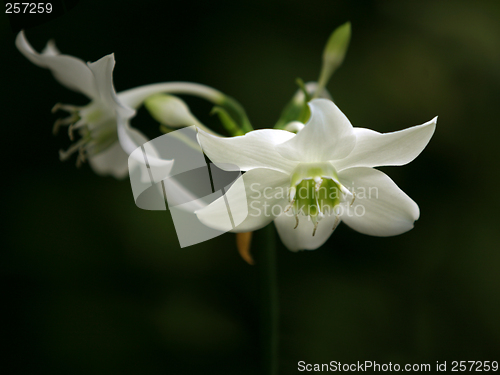 Image of Orchids