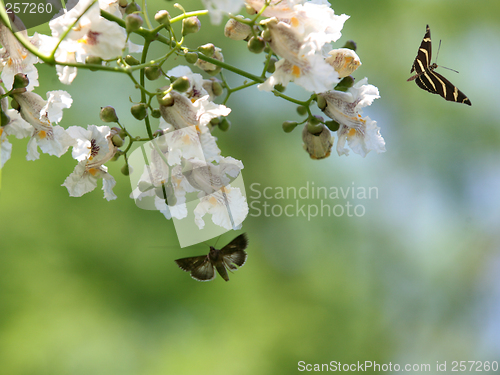 Image of Butterfly and a blooming tree