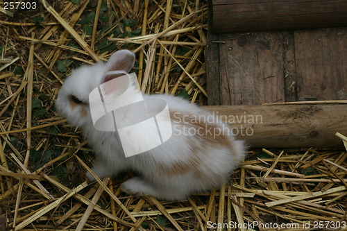 Image of little baby rabbit