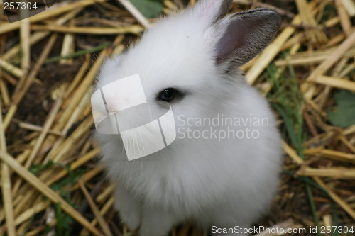Image of little white rabbit