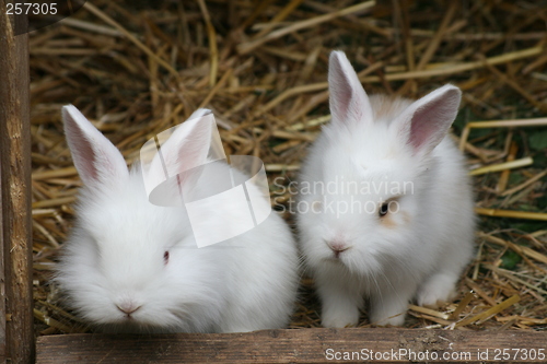 Image of two little baby rabbits