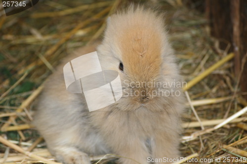 Image of brown baby rabbit