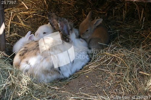 Image of rabbit family