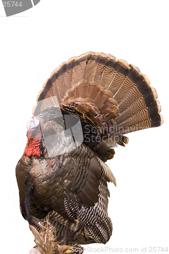 Image of Wild Turkey Tom 2