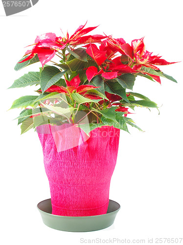 Image of Poinsettia Christmas Star