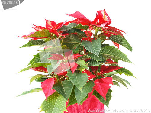 Image of Poinsettia Christmas Star