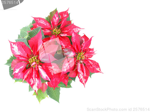 Image of Poinsettia Christmas Star