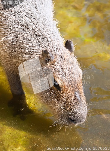 Image of Capybara