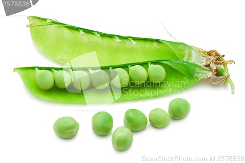 Image of Pea