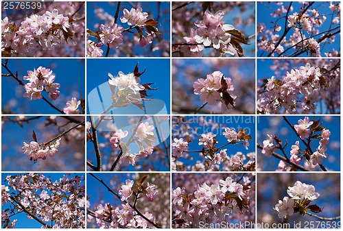 Image of Cherry blossom