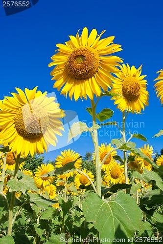 Image of Sunflower