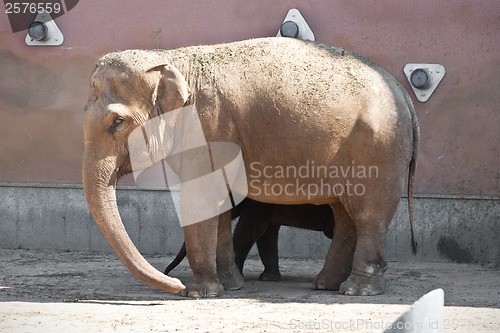 Image of Elephant