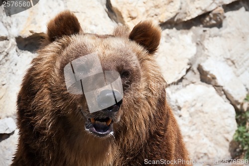 Image of Bear