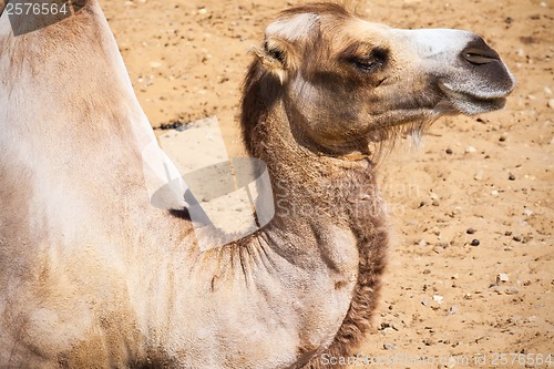 Image of Camel