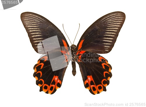 Image of Butterfly Papilio deiphobus rumanzovia