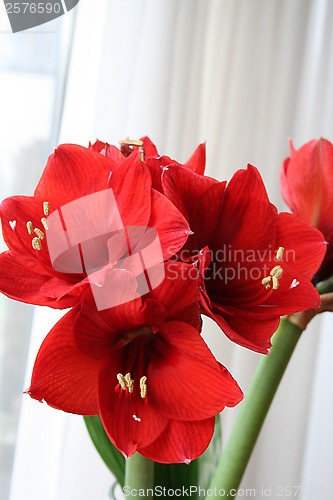 Image of Amaryllis flowers in blossom