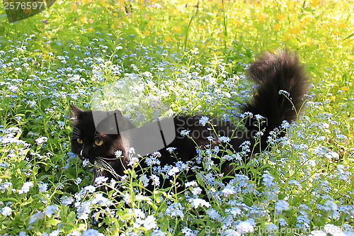 Image of black cat with white tie in the bush