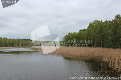 Image of Picturesque lake in the forest