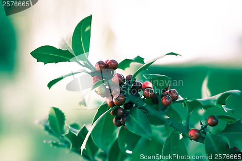Image of Holly bush