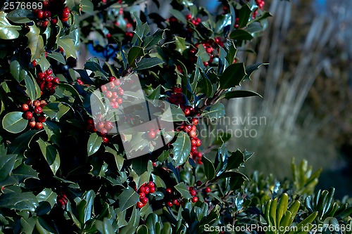 Image of Holly bush