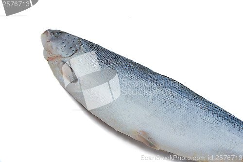 Image of Big fish salmon on a white background.