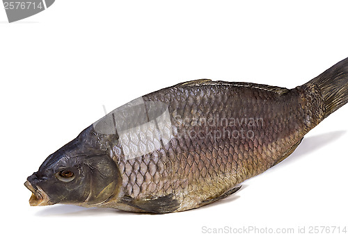 Image of Salted and dried river fish on a white background.