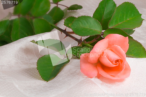 Image of Flower bright pink rose with the leaves on the background of whi