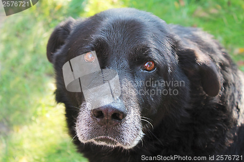 Image of Dog Newfoundland closeup.