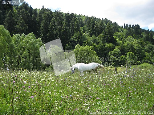 Image of Rural landscape with field of flowers and horse