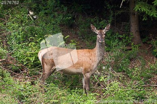 Image of Female deer