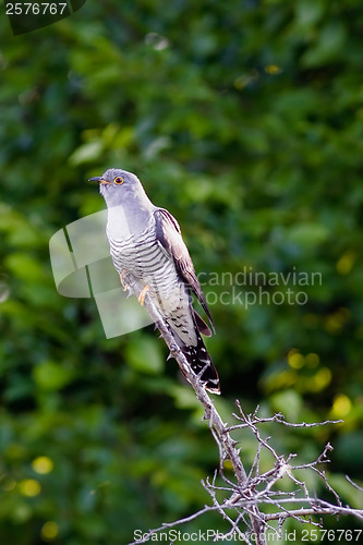 Image of Cuckoo