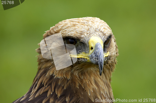 Image of Bald eagle