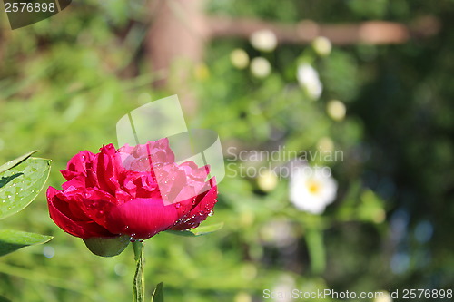 Image of red flower of peony