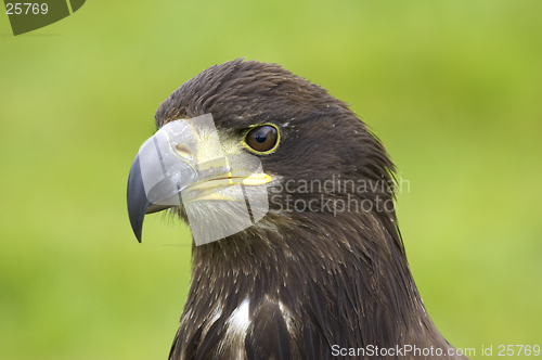 Image of Bald eagle